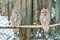 Ural owls in Finland in winter