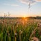 The Urals landscape. Russia landscape. Rare beautiful flowers