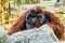 Urangutan in chiangmai zoo chiangmai Thailand