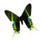 Urania Madagascar butterfly