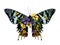 Urania Malagasy butterfly with open wings decorated with flowers and leaves symmetrically