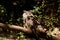 Urasian Eagle-owl sitting on the tree