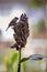 Urasian tree sparrow and grains natural wild life