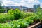 urban agricultural green rooftop with assorted vegetables