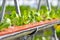 Urban agriculture, urban farming, or urban gardening