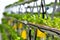 Urban agriculture, urban farming, or urban gardening