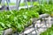 Urban agriculture, urban farming, or urban gardening