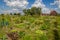 Urban agriculture: a vegetable garden beside modern houses in th