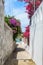 Urban alley between the white walls of the houses, beautifully bougainvillea flowers