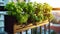 Urban Balcony Herb Garden: Lush Vertical Planters in City Apartment Setting. Generative ai