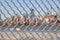 Urban Chain Link Closeup Abstract Texture Background