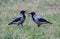 Urban crows in the autumn withered the grass