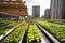 Urban farming is growing plants within a city. Urban farming traditional farm plots, community gardens. City farms, Urban farms