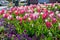 Urban flowerbed filled with an assortment of colourful spring flowers