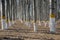 Urban forestry in Beijing, trees painted white