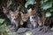 Urban fox cubs emerging from their den to explore the garden