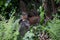 Urban fox cubs exploring the garden