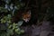 Urban fox cubs in the garden
