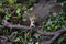 Urban fox cubs in the garden