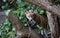 Urban fox cubs in the garden