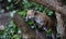 Urban fox cubs in the garden