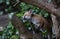 Urban fox cubs in the garden