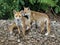 Urban foxes by the railway line