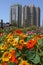 Urban garden: orange flowers highrise towers