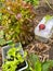 Urban gardening in the city on balcony or terrace with vegetables: tomato, salad, radish, carrot and chard. Vegan nutrition and