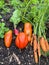 Urban gardening in the city on balcony or terrace with vegetables: tomato, salad, radish, carrot and chard. Vegan nutrition and