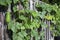 Urban gardening project.  Organic fuzzy melons climbing up the fence