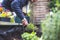 Urban gardening: Woman is planting fresh vegetables and herbs on fruitful soil in the own garden, raised bed