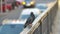 An urban gray pigeon sits on a railing against a blurry background of a busy road with moving cars. Close up. Slow