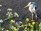 Urban Heron in South Dublin