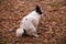 Urban hygiene: small black and white dog doing her ablutions in forest rather than on street