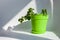 Urban jungle gardening concept. Houseplant Peperomia iin stylish bright green pot. Arrangement living room window