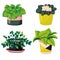 Urban jungle houseplants vector collection