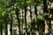 Urban jungle: windows of residential house, blocked by trunks of tall trees