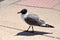 Urban Laughing Gull