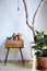 Urban loft decoration gum tree cacti cabinet branch sunny atmosphere