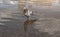 Urban lonely pigeon walks along springy muddy puddle, in which its reflection and the reflection of clouds are visible