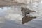 Urban lonely pigeon walks along springy muddy puddle, in which its reflection and the reflection of clouds are visible