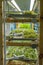 Urban microgreen farm. Eco-friendly small business. Baby leaves, phytolamp