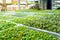 Urban microgreen farm. Eco-friendly small business. Baby leaves, phytolamp