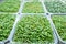 Urban microgreen farm. Eco-friendly small business. Baby leaves, phytolamp