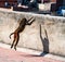 Urban monkey jumps onto a wall