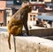Urban monkey looks out over city