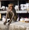 Urban monkey shows anger, while sitting on a wall