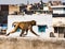 Urban monkey walks on a wall