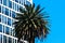 Urban and natural background. Palm tree on the background of a modern building and blue sky.